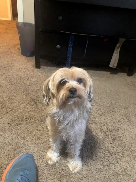 Lost dog in Gilbert, AZ, 85234