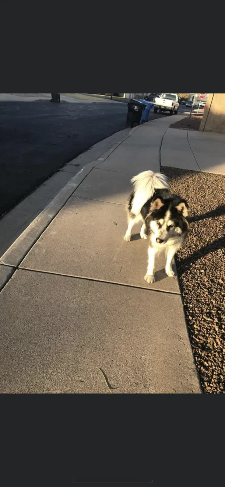 Lost dog in Phoenix, AZ, 85041