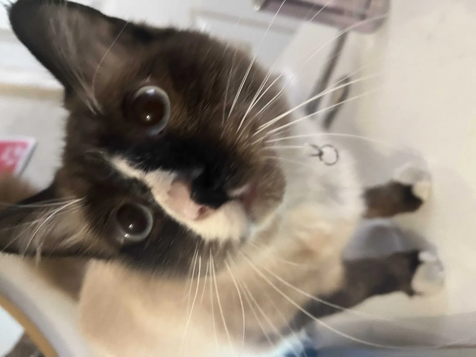 Lost cat in Bell Gardens, CA, 90201