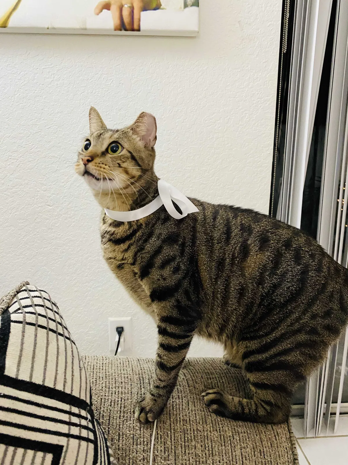 Lost cat in Miami, FL, 33186