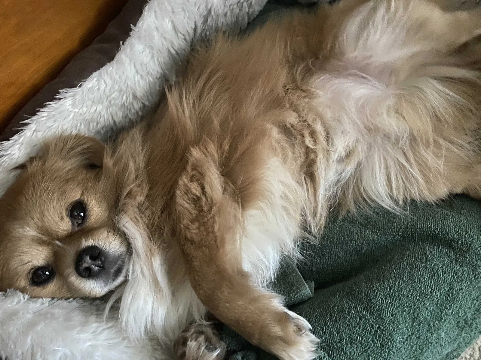 Lost dog in Chester, VA, 23831
