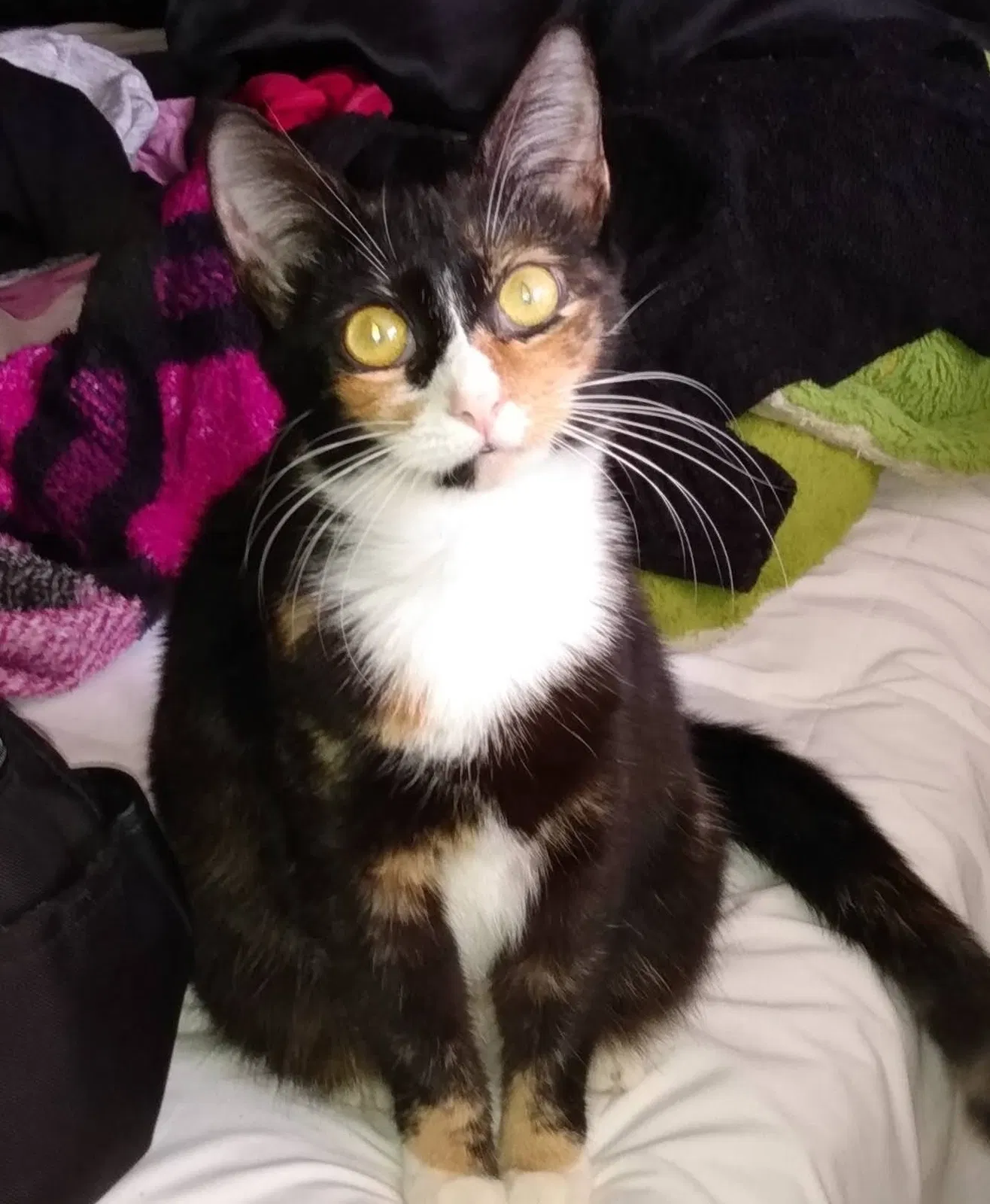 Lost cat in Lakeland, FL, 33801