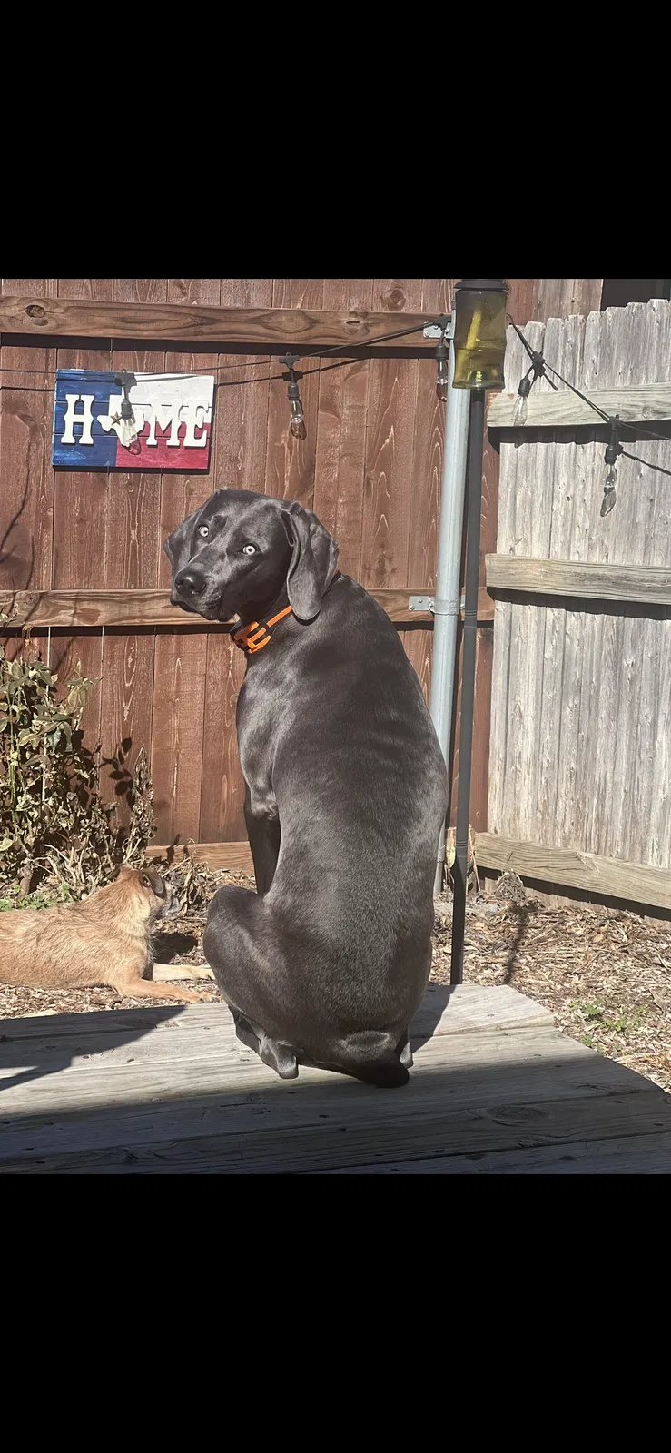 Lost dog in Fort Worth, TX, 76119