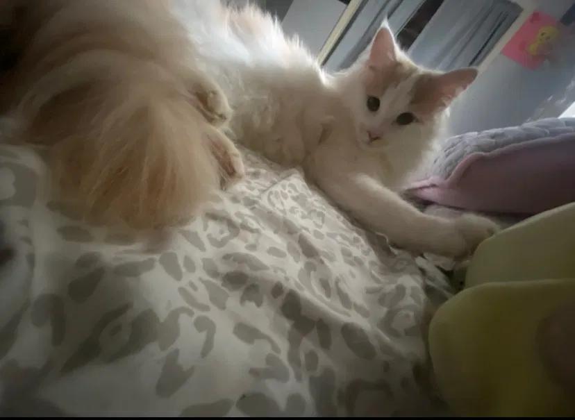 Lost cat in Murfreesboro, TN, 37129