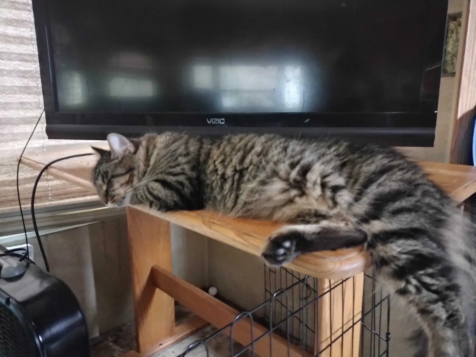 Lost cat in Callaway, MD, 20620
