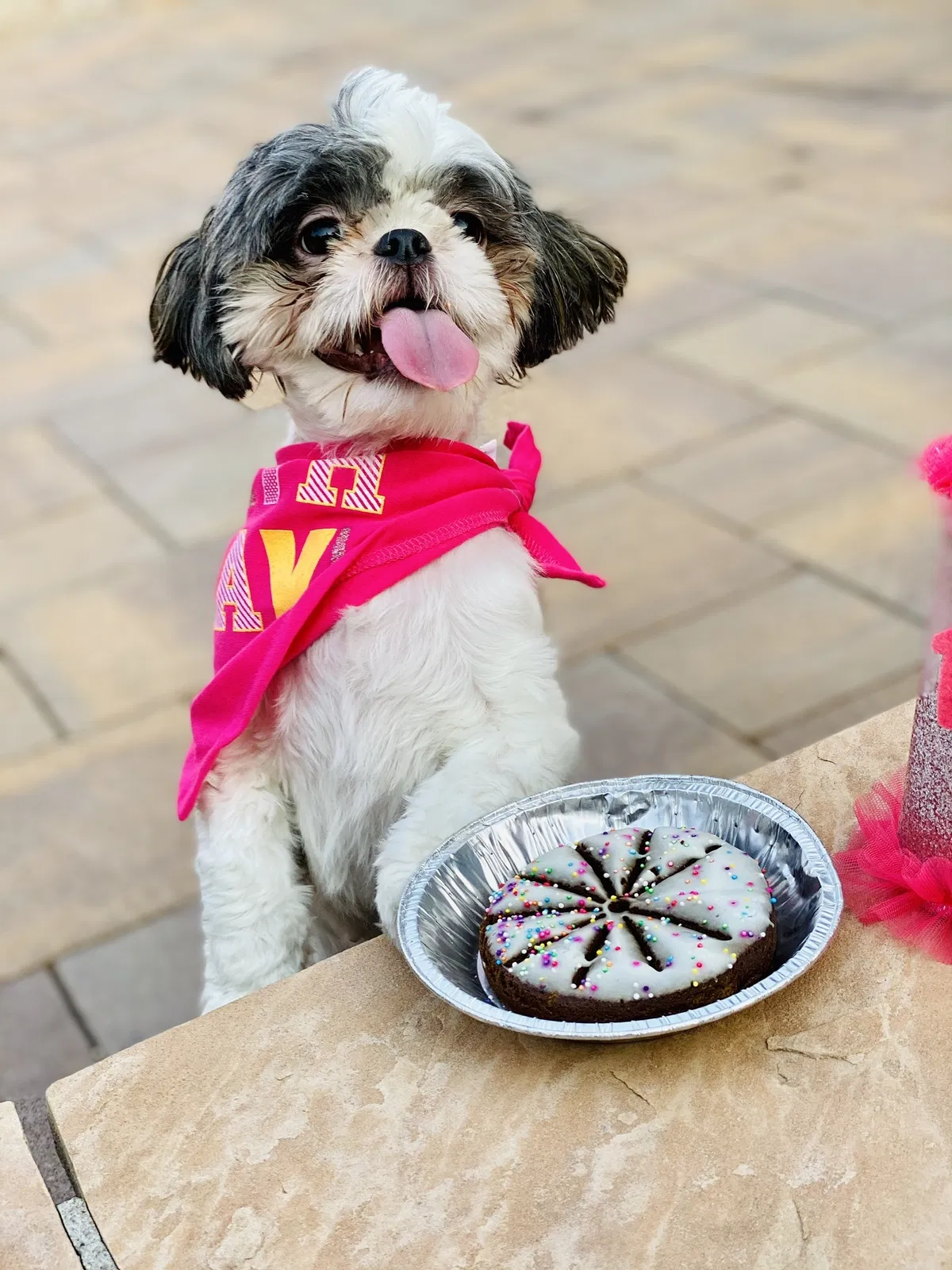 Lost dog in Laveen, AZ, 85339