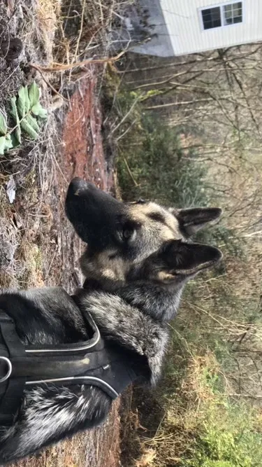 Lost dog in Sevierville, TN, 37876