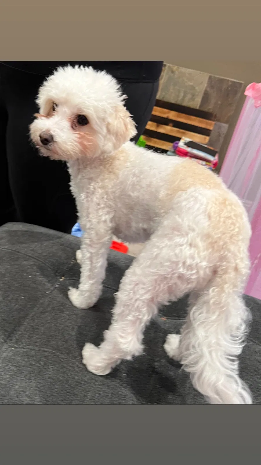 Lost dog in Pomona, CA, 91766