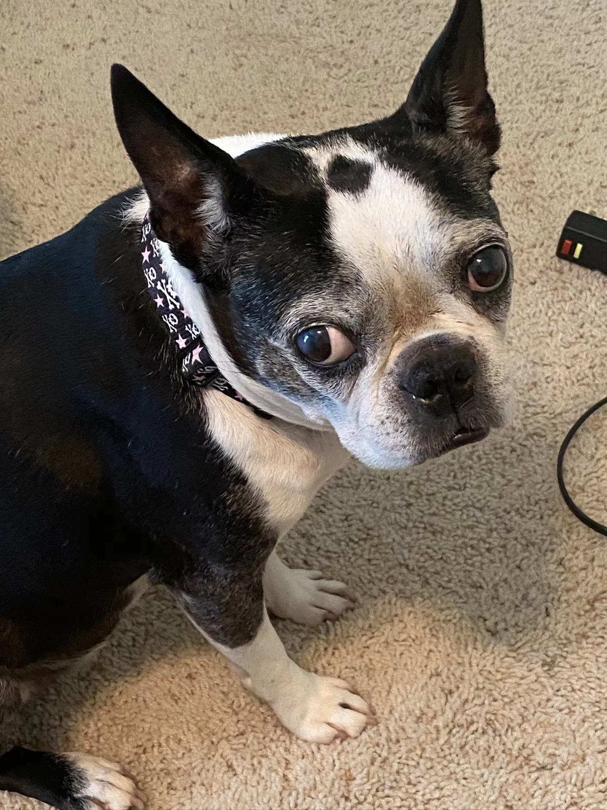 Lost dog in Atlanta, GA, 30341