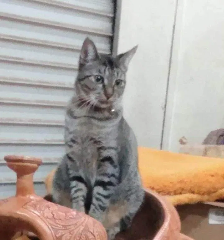 Lost cat in Greenville, TX, 75401