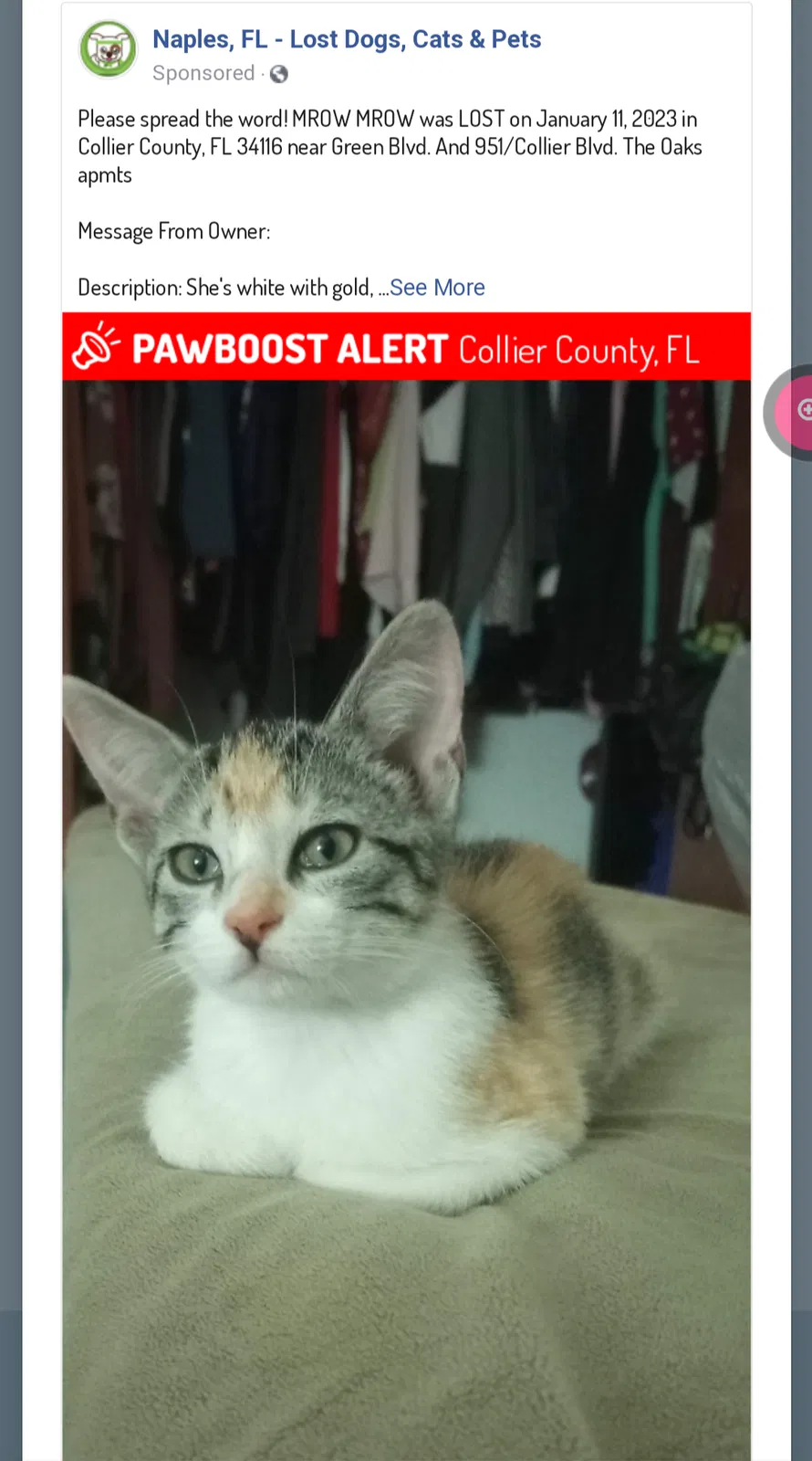 Lost cat in Naples, FL, 34116