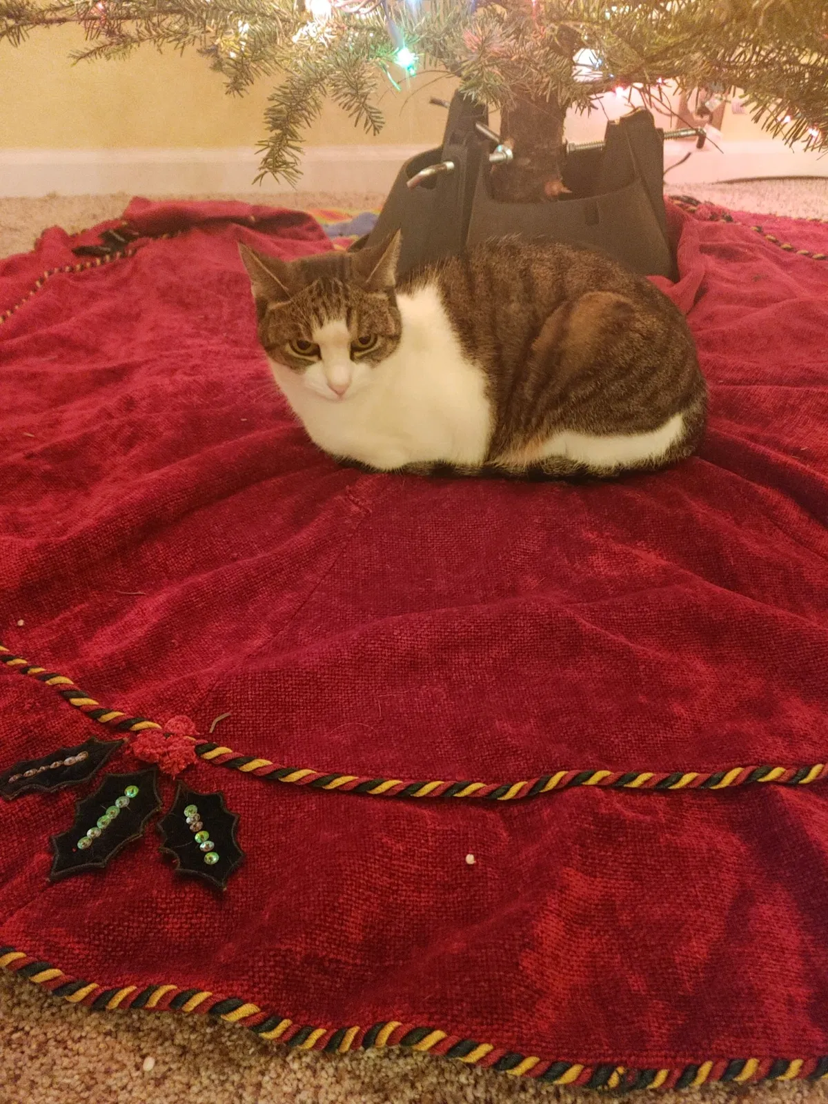 Lost cat in Glendale, AZ, 85304