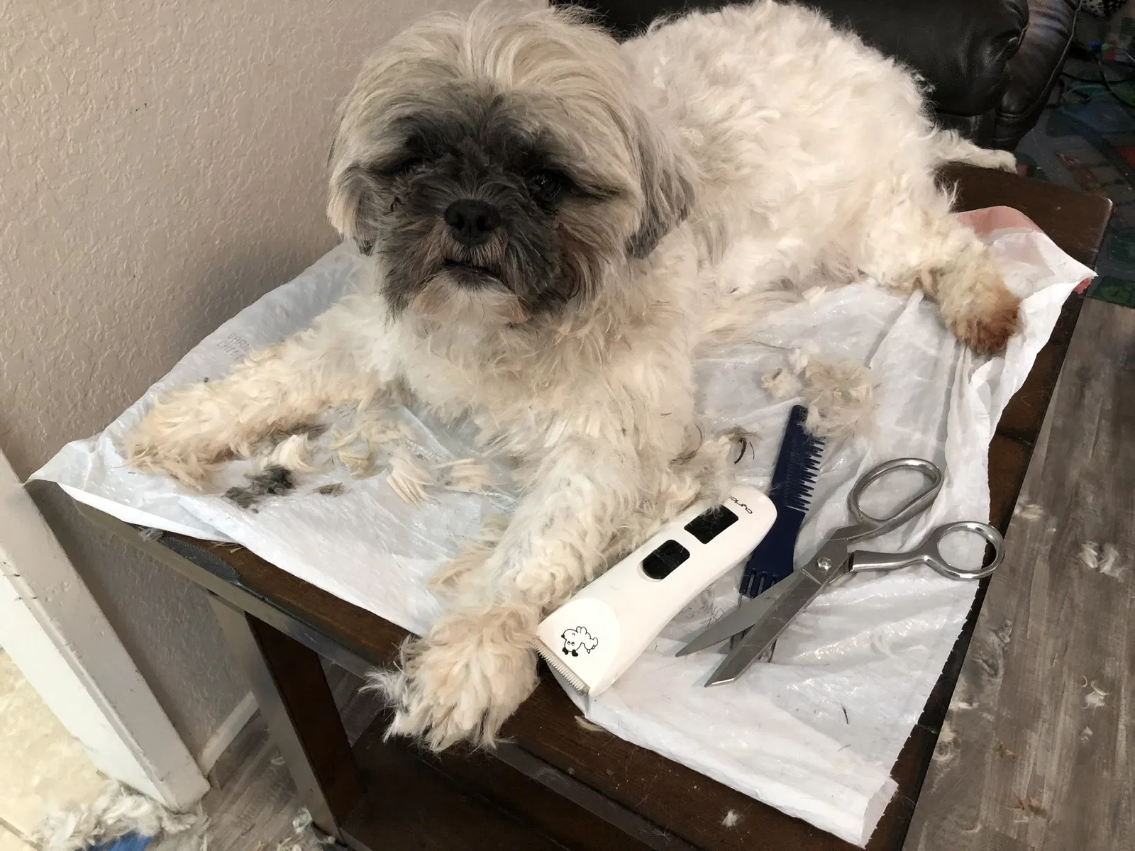 Lost dog in Indio, CA, 92201