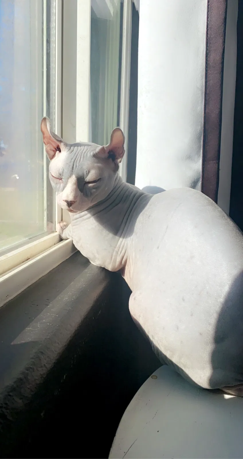 Lost cat in Bakersfield, CA, 93313