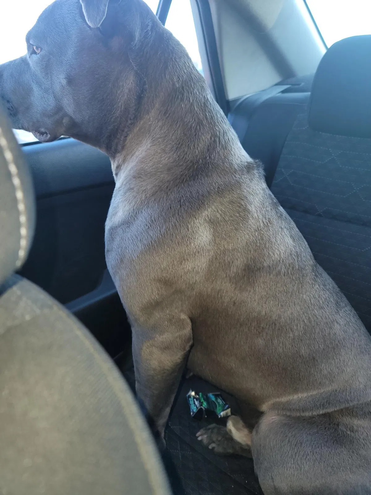 Found dog in Terre Haute, IN, 47802
