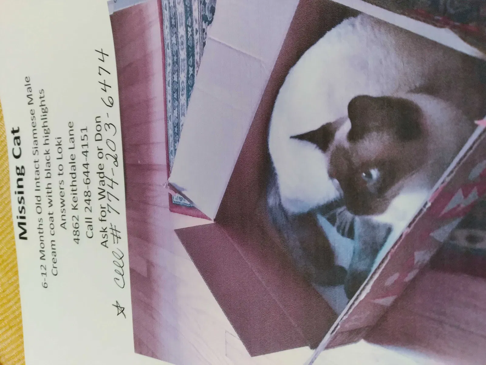 Lost cat in Bloomfield Hills, MI, 48302