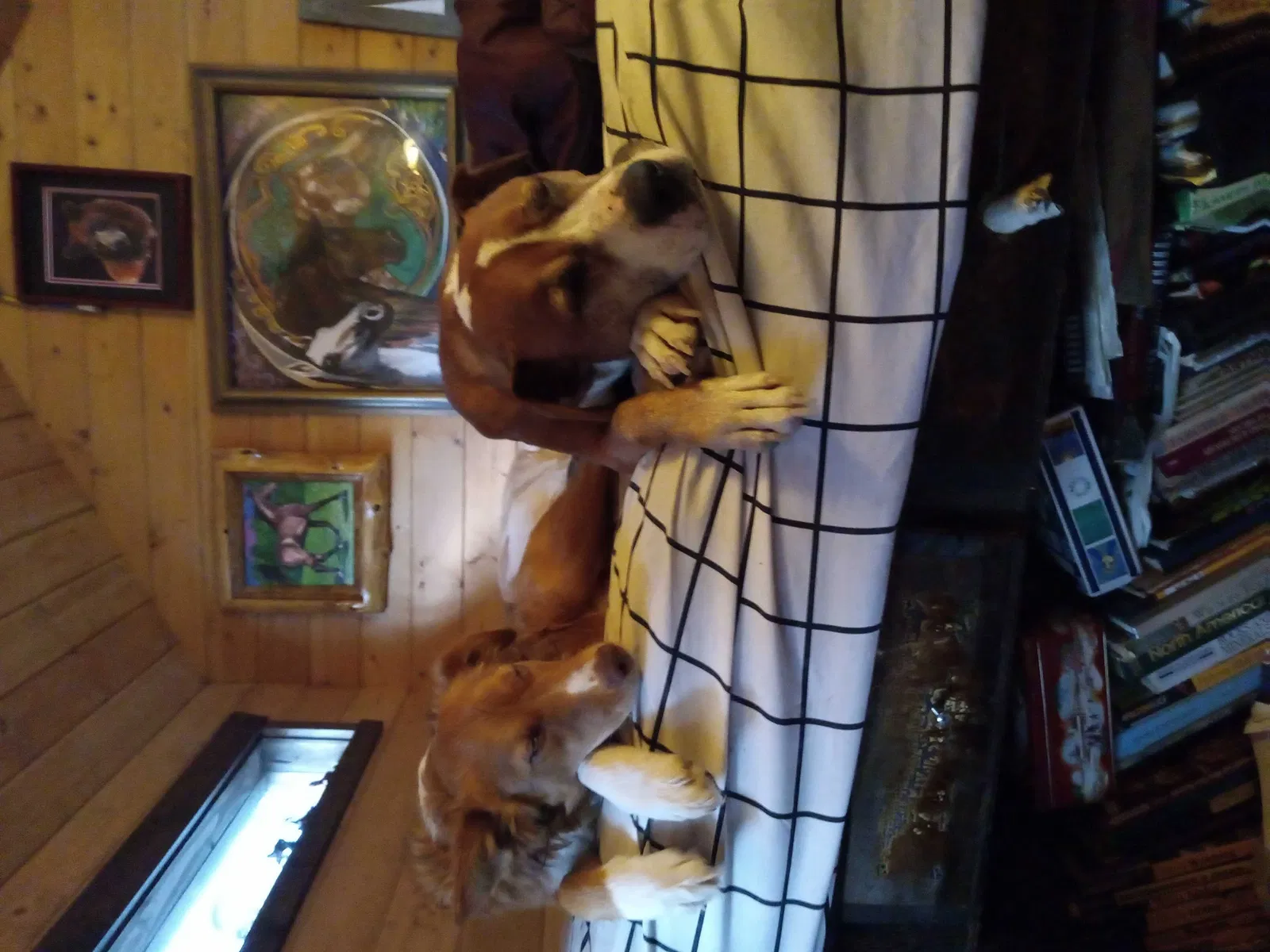 Lost dog in Rigby, ID, 83442