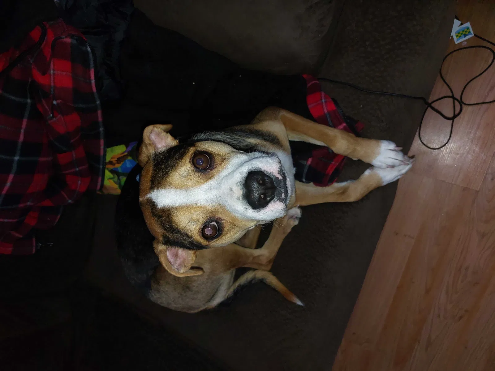 Found dog in Albion, NY, 14411