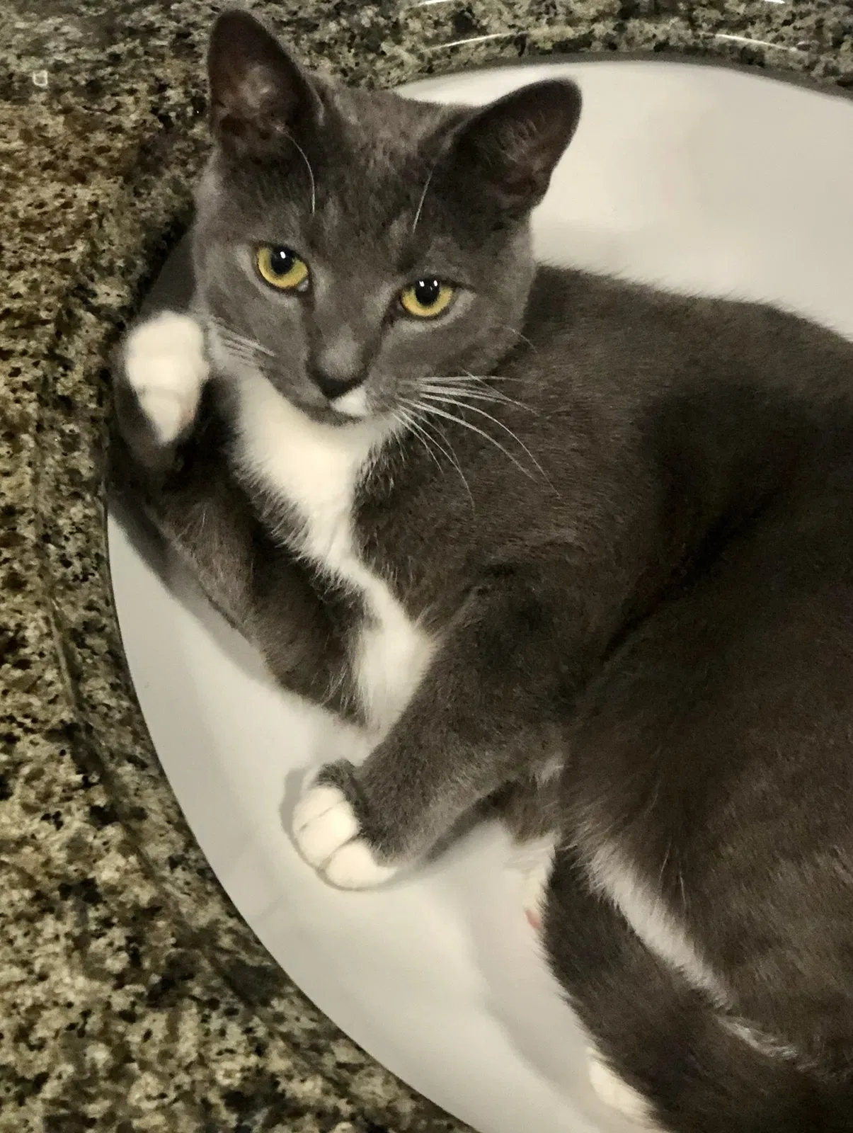 Lost cat in Reisterstown, MD, 21136