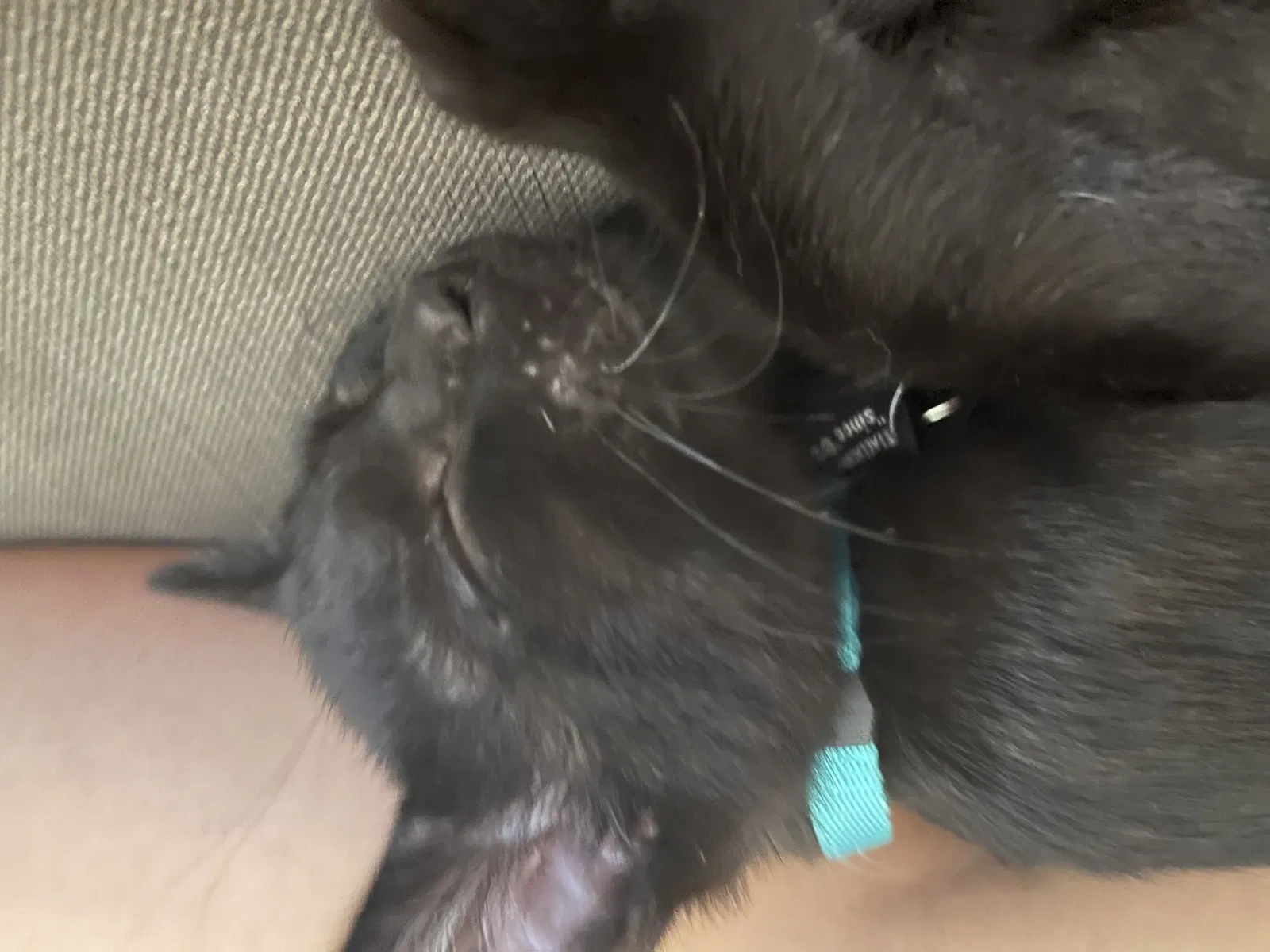 Lost cat in Redondo Beach, CA, 90278