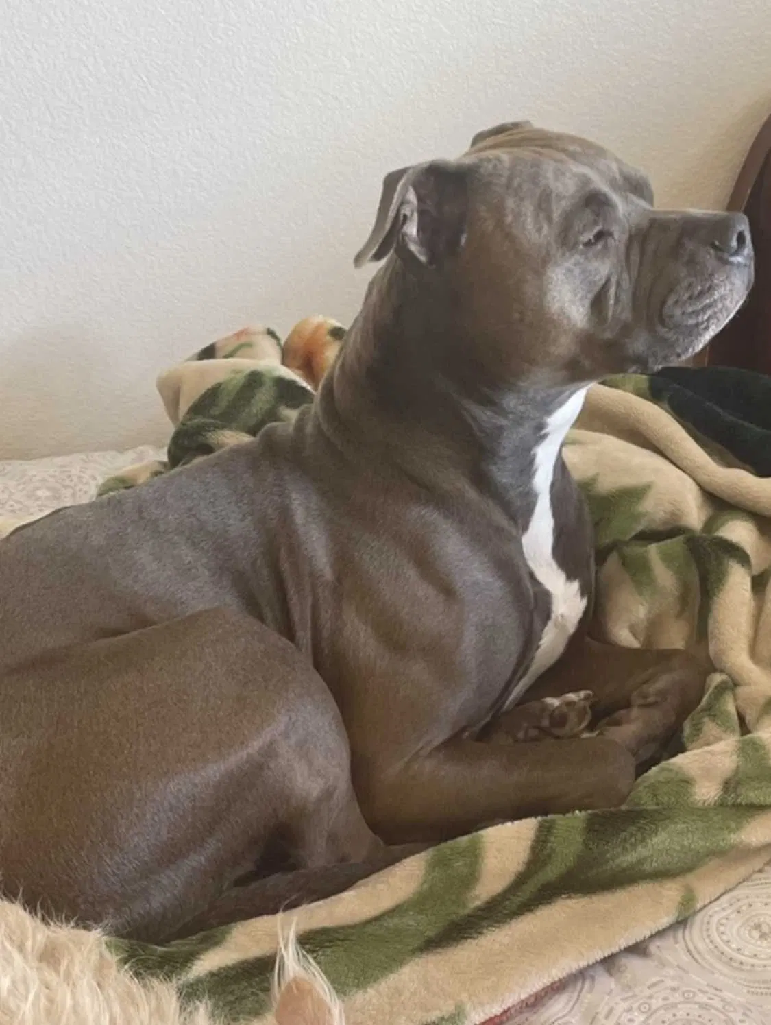 Lost dog in Chula Vista, CA, 91910