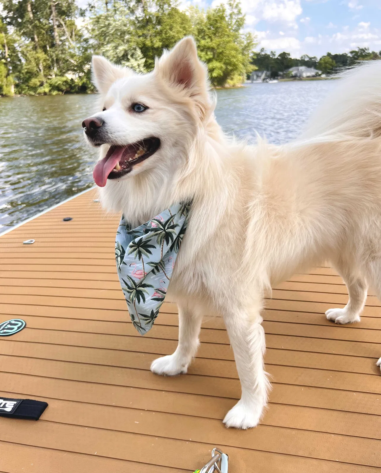 Lost dog in White Lake, MI, 48386