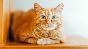 Lost cat in Westland, MI, 48185