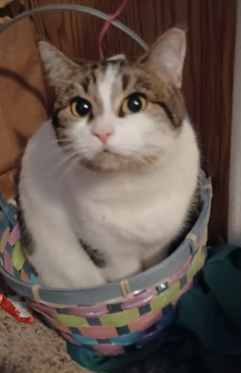 Lost cat in Clatskanie, OR, 97016