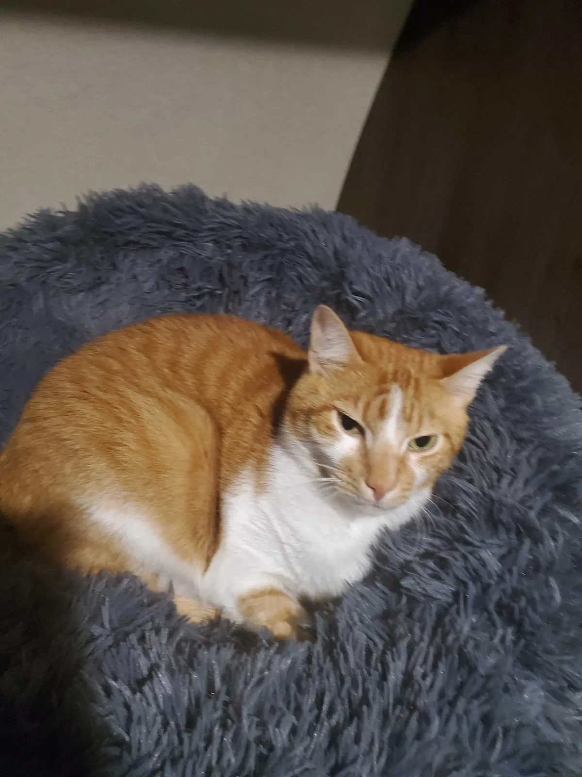 Lost cat in Hearne, TX, 77859