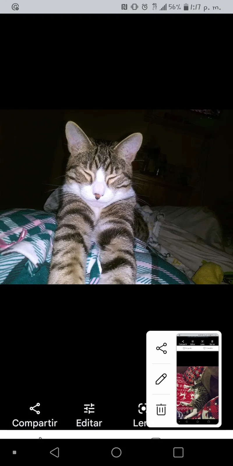 Lost cat in Pleasant Hill, CA, 94523