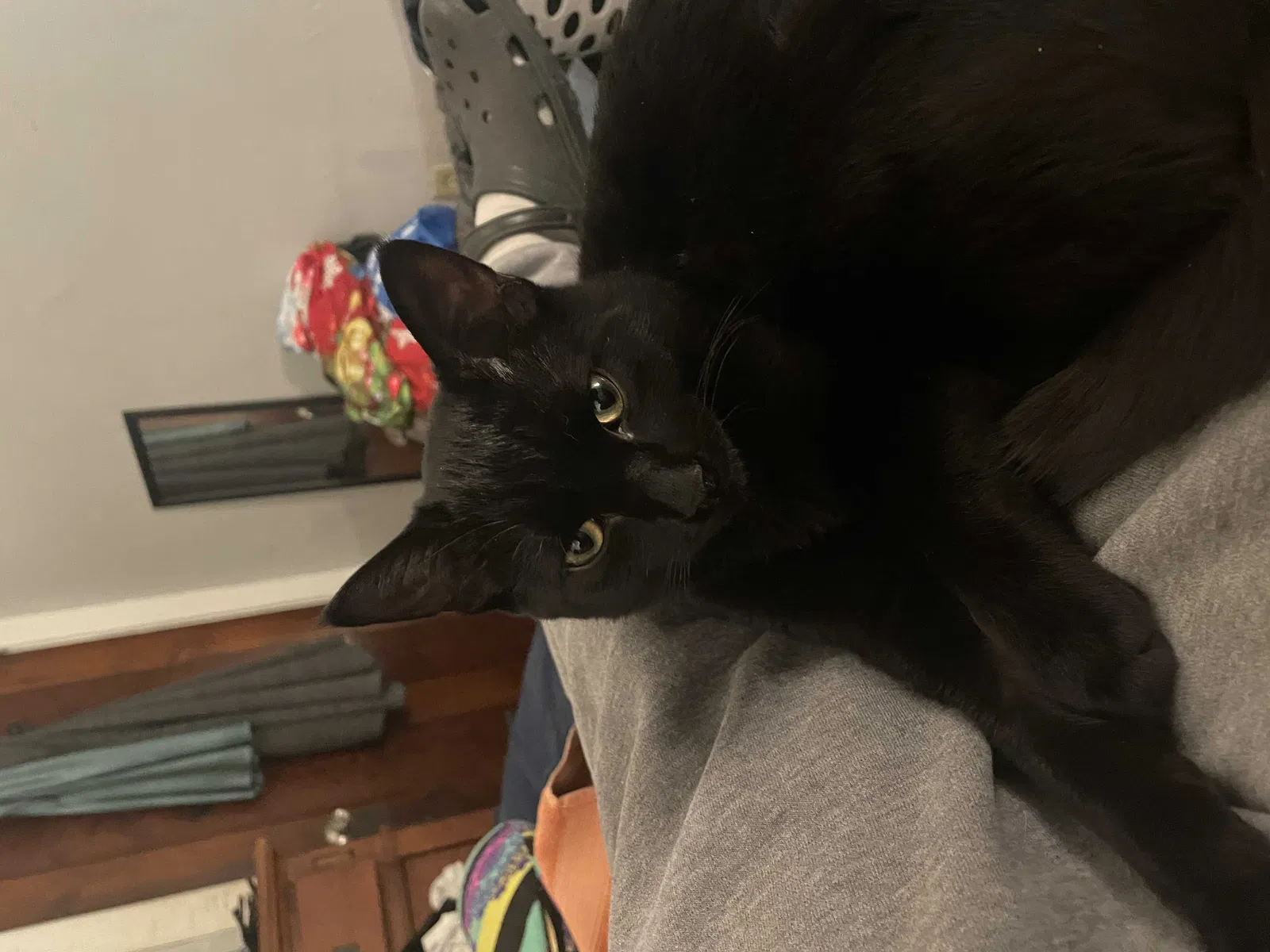 Lost cat in Aurora, IL, 60506