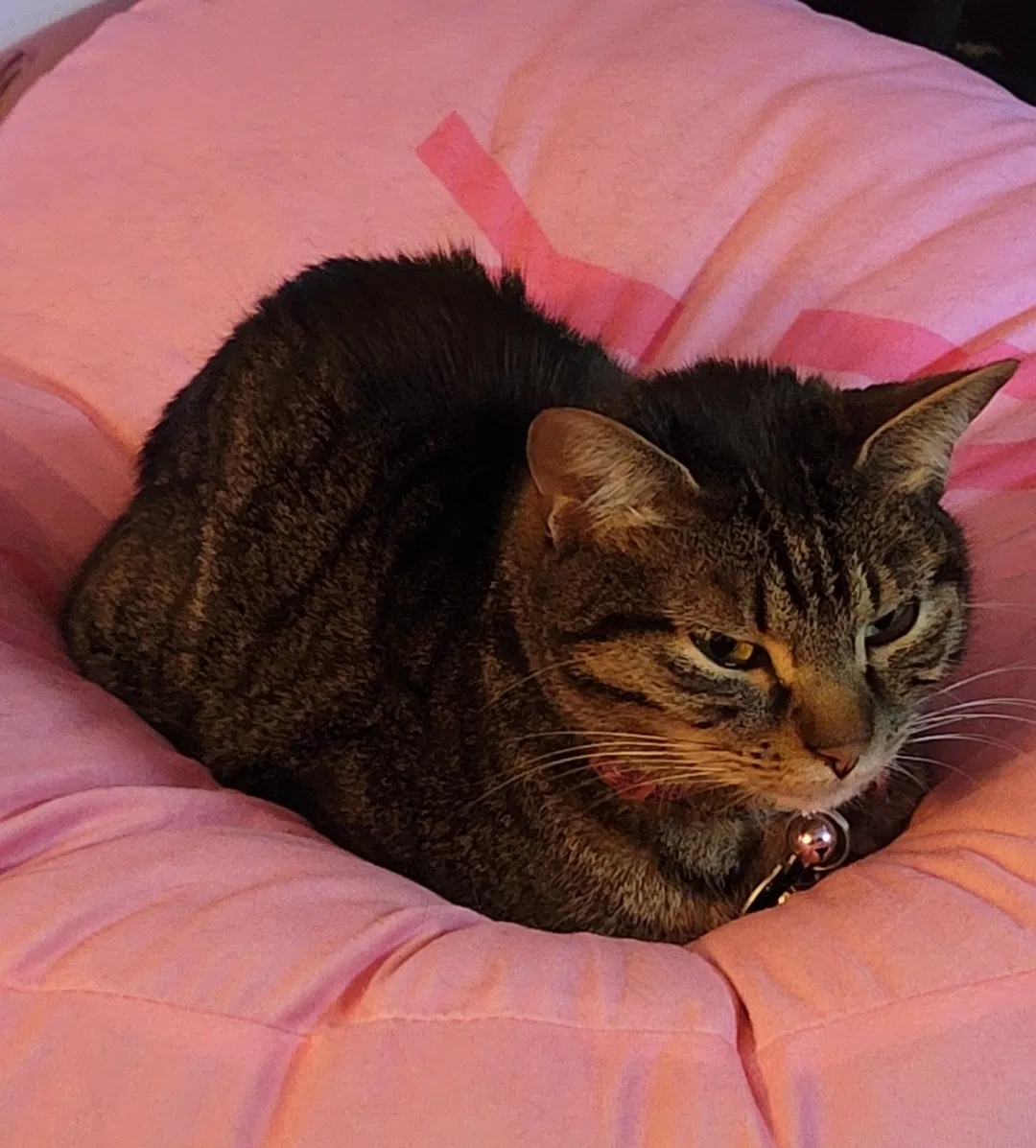 Lost cat in Houston, TX, 77056