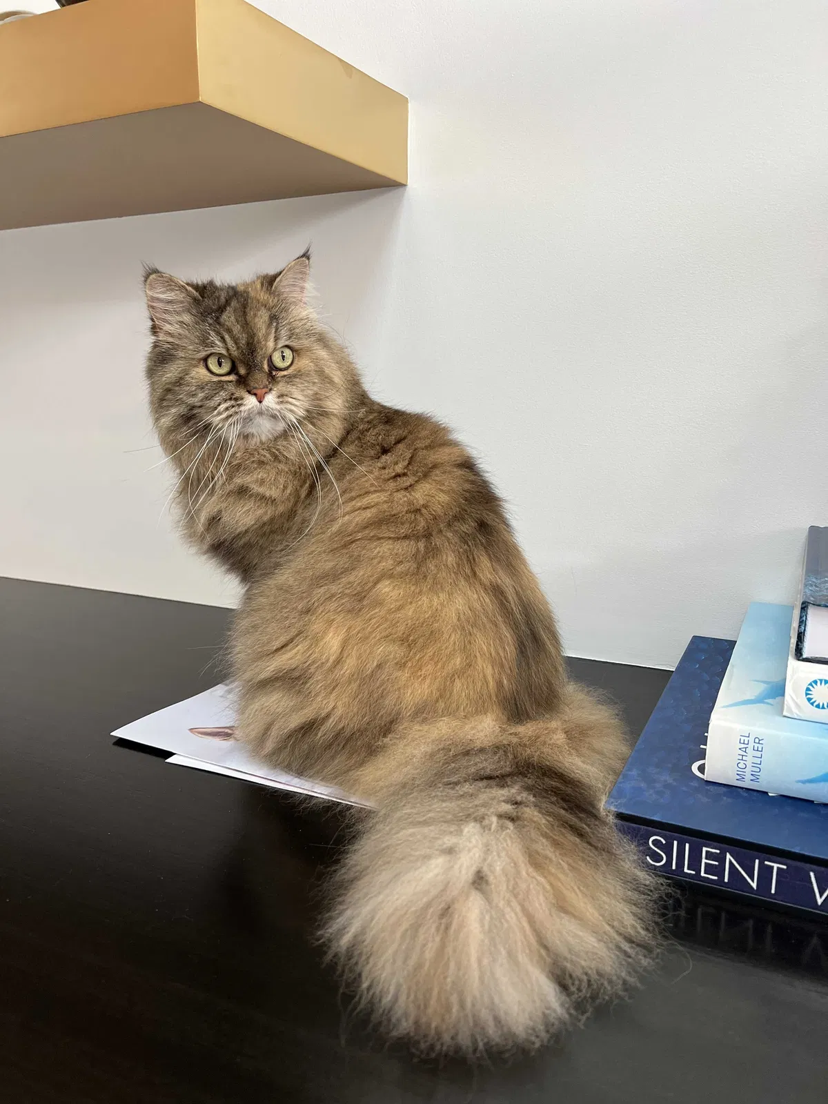 Lost cat in Corona Del Mar, CA, 92625