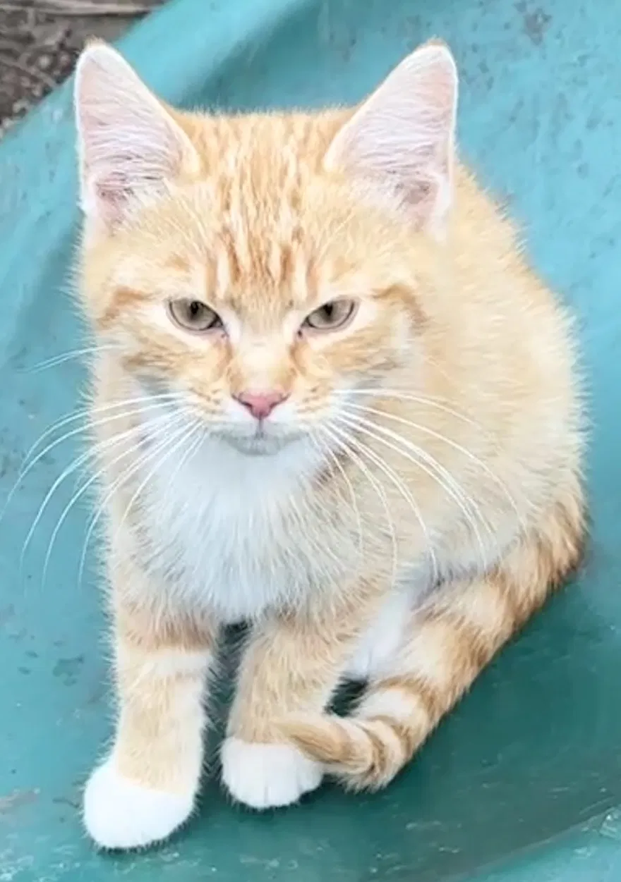 Lost cat in Louisville, KY, 40204