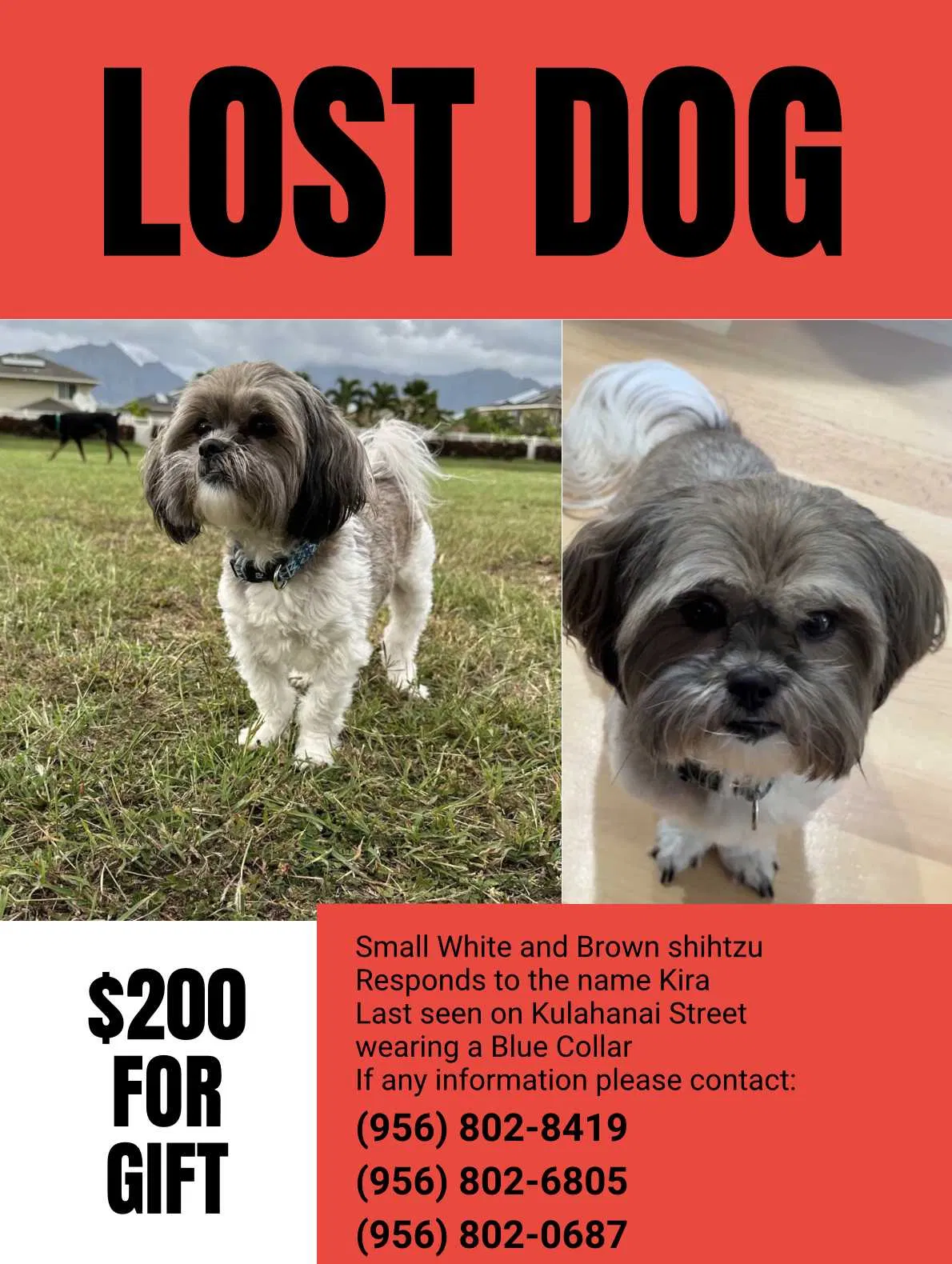 Lost dog in Waianae, HI, 96792