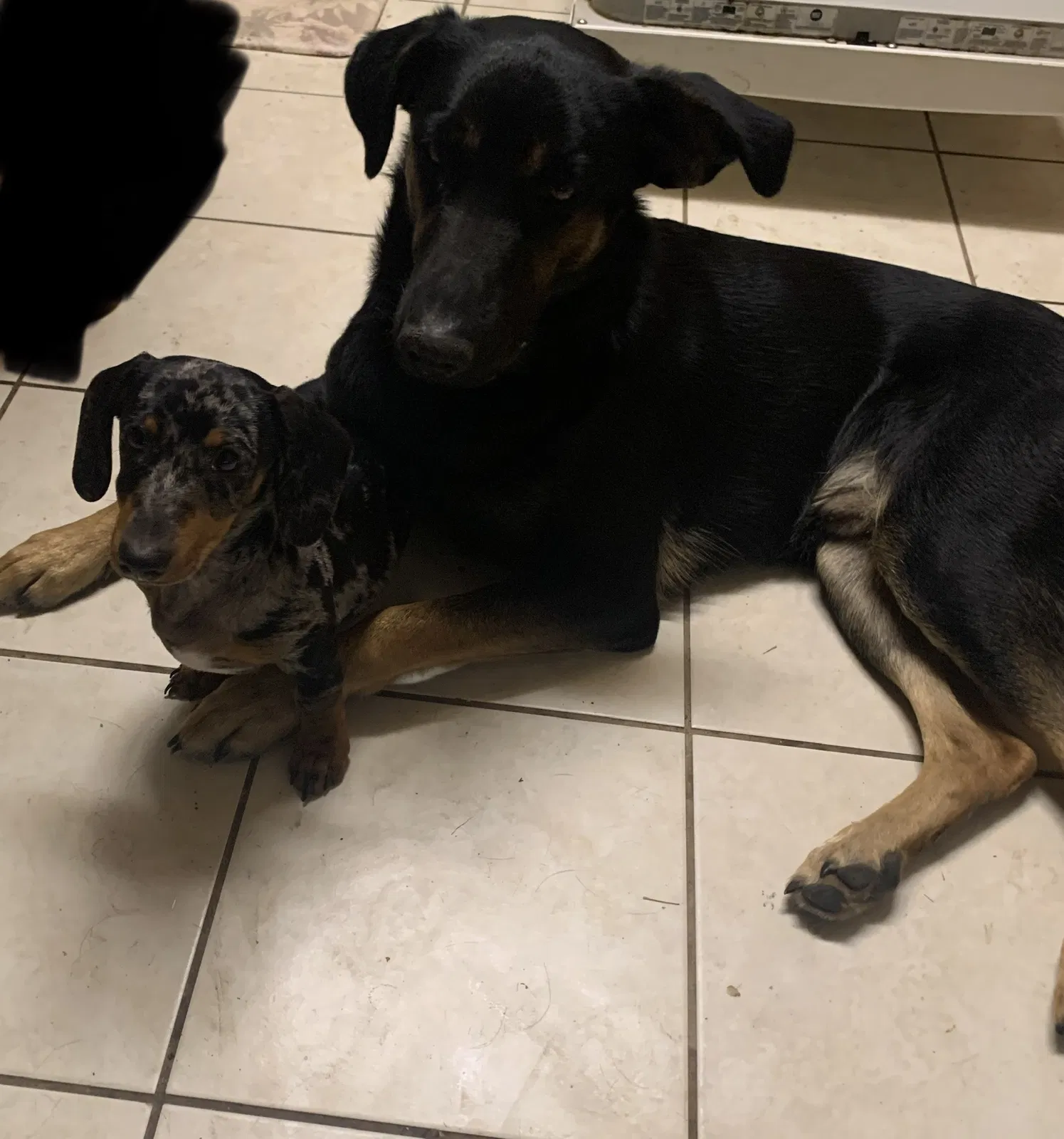 Lost dog in Woodland, CA, 95776
