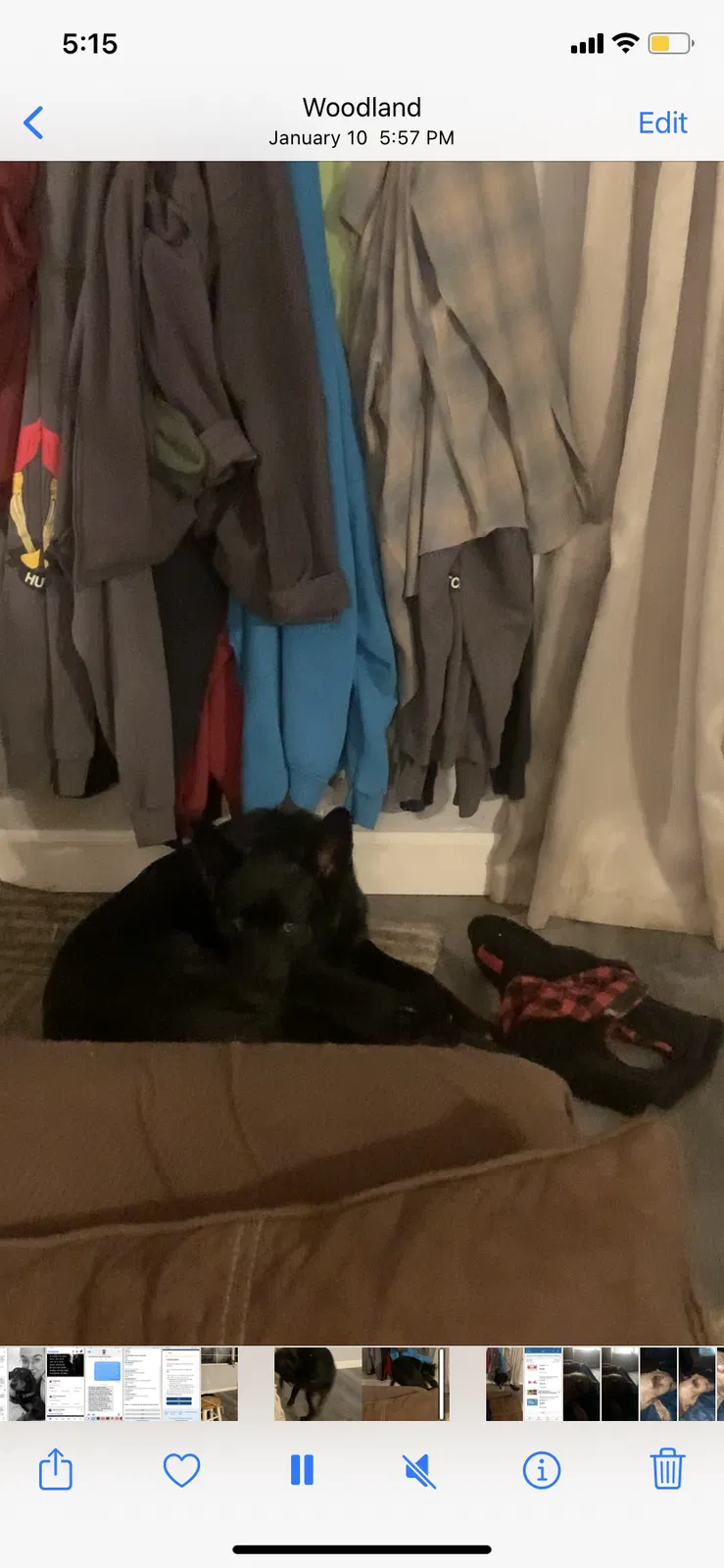 Lost dog in Woodland, CA, 95776
