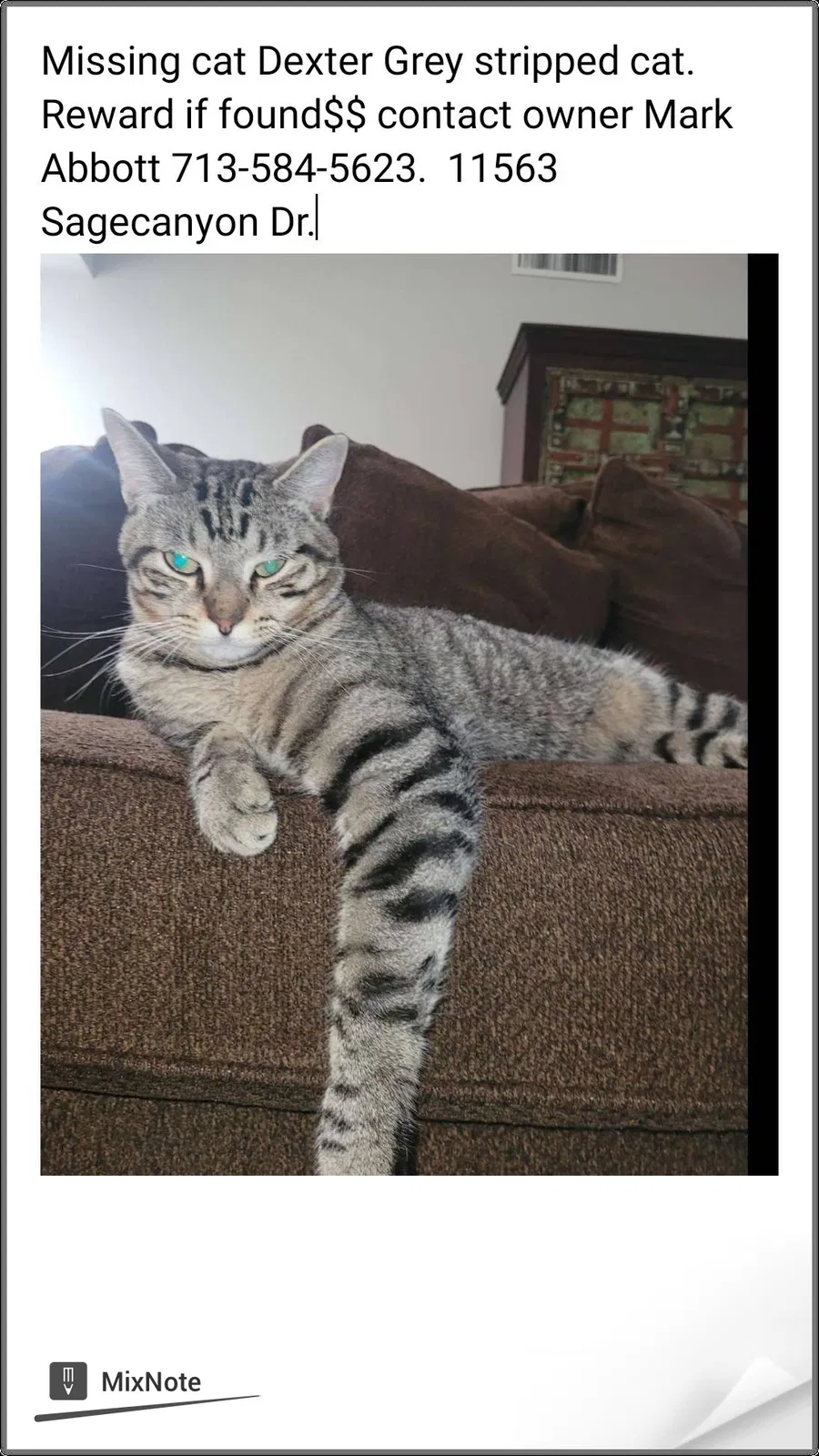 Lost cat in Houston, TX, 77089