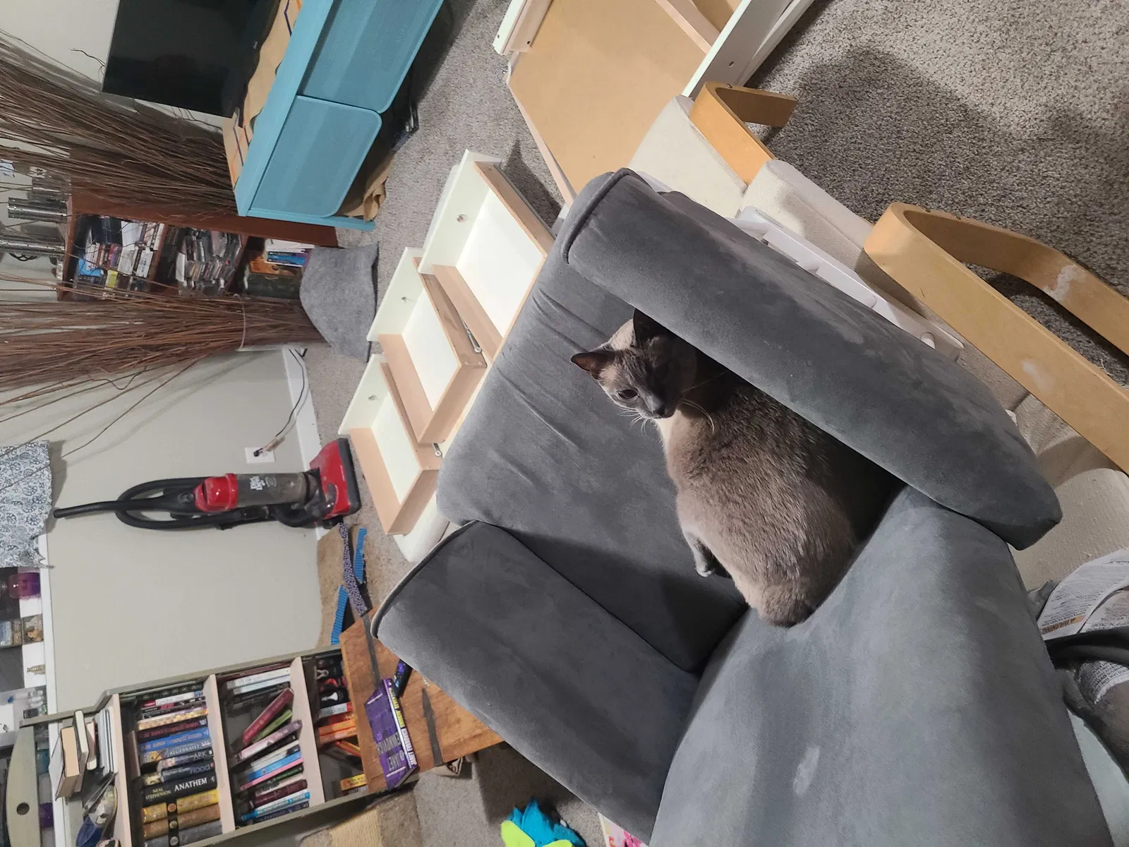 Lost cat in Denver, CO, 80260