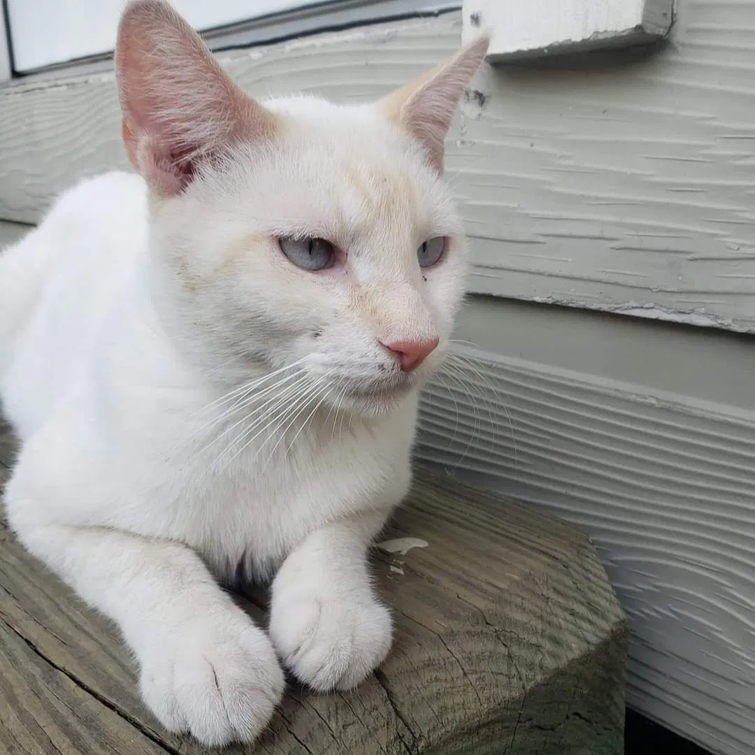 Lost cat in Houston, TX, 77087