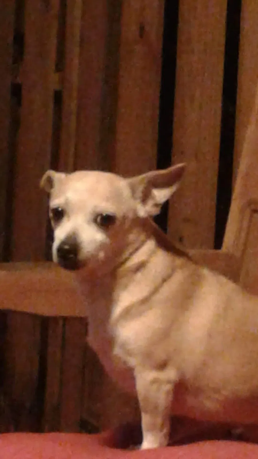 Lost dog in Mobile, AL, 36695