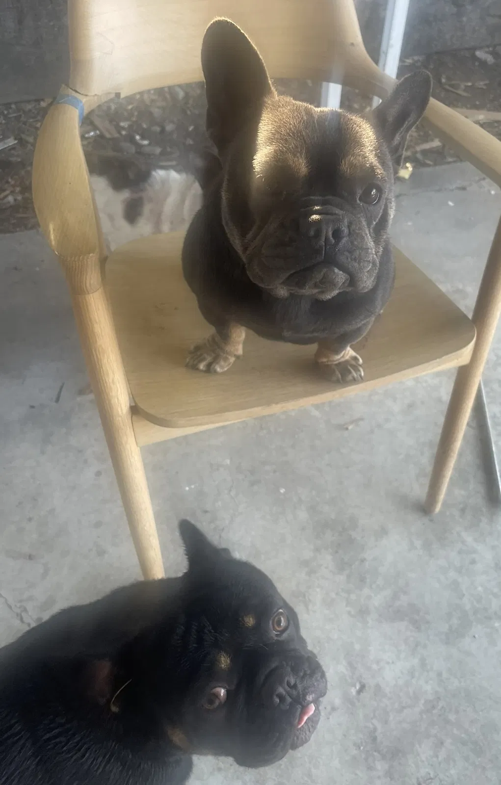 Lost dog in Tracy, CA, 95376
