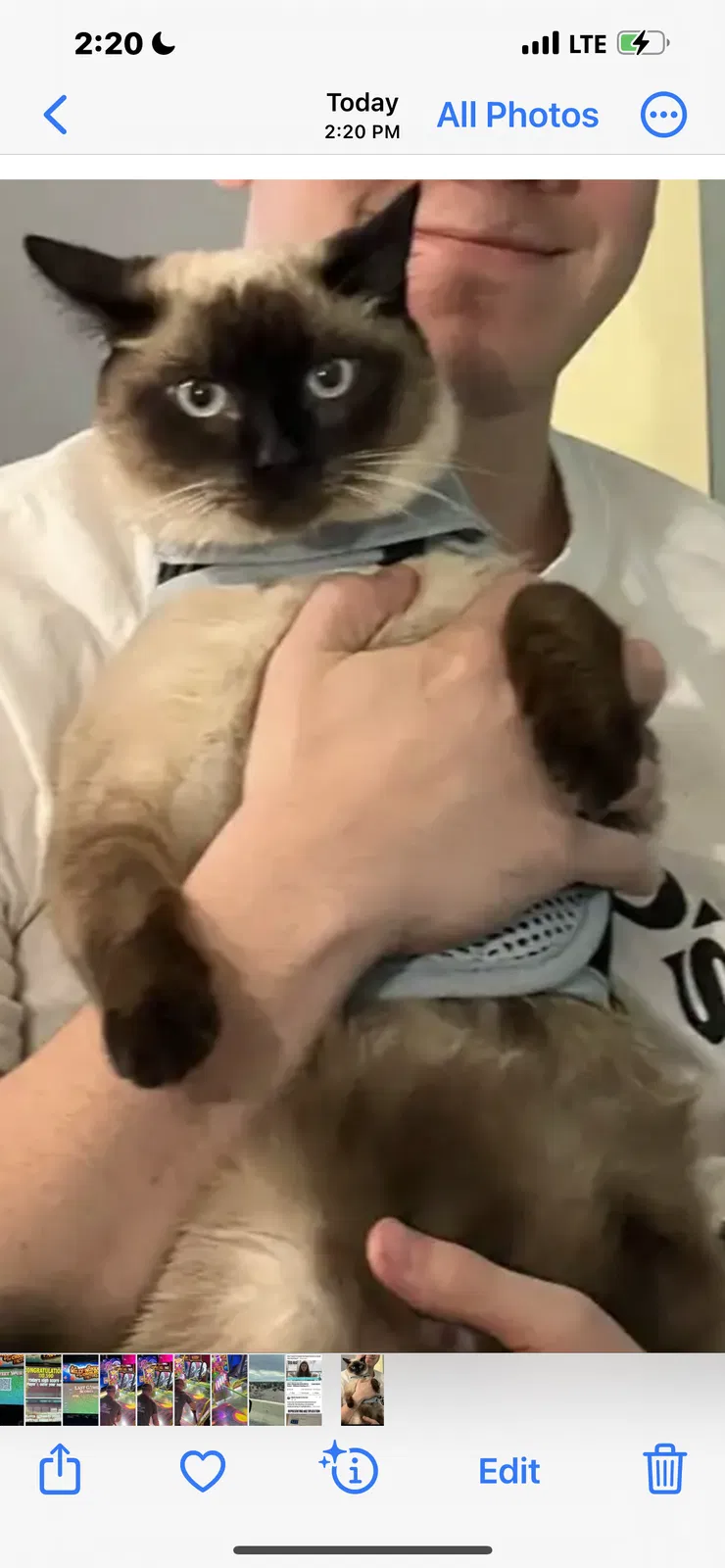 Lost cat in Manassas, VA, 20112