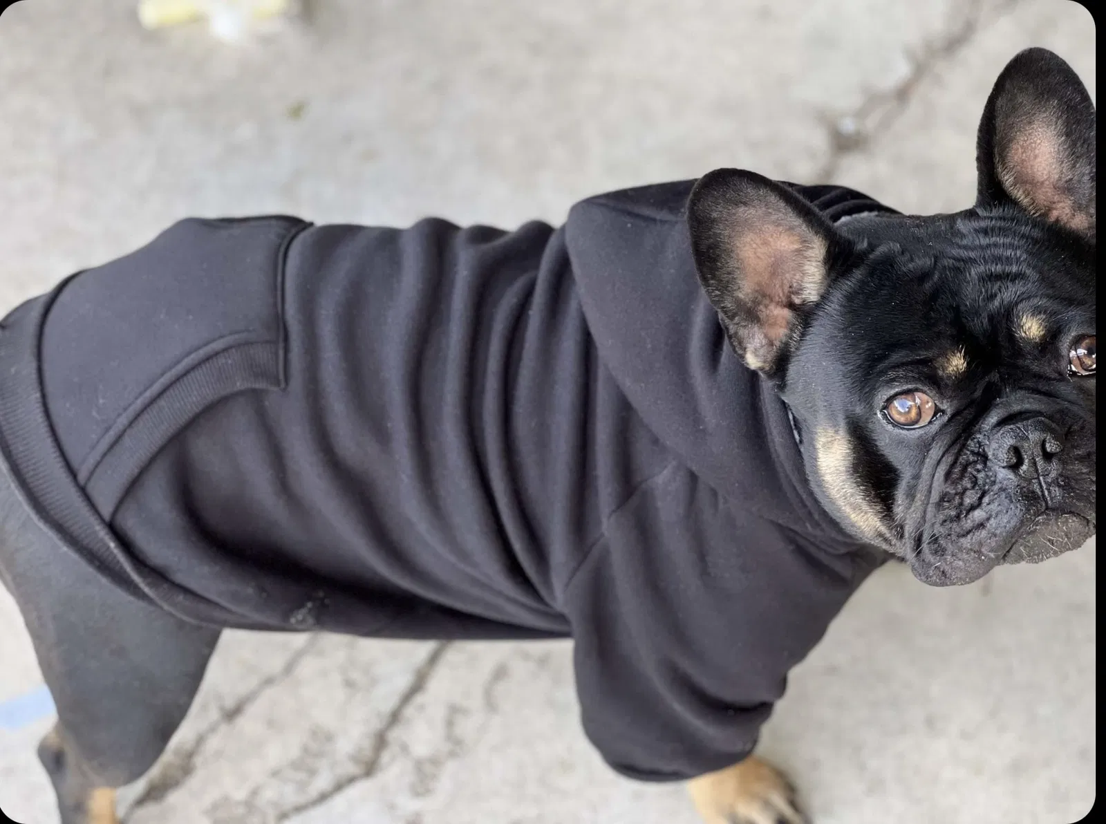 Lost dog in Tracy, CA, 95376