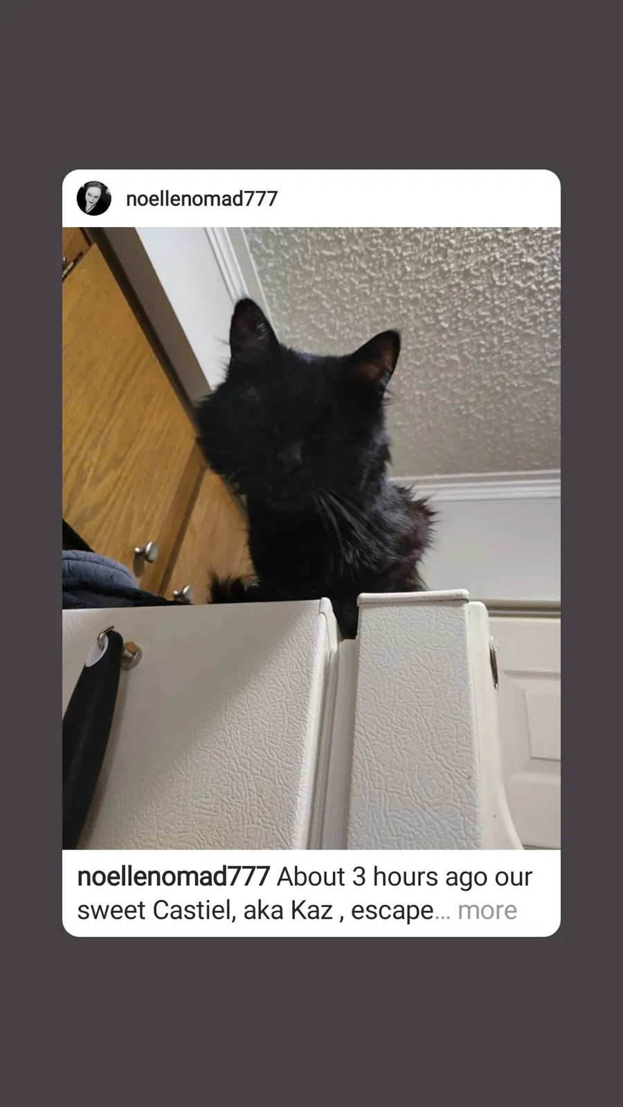 Lost cat in Amarillo, TX, 79109