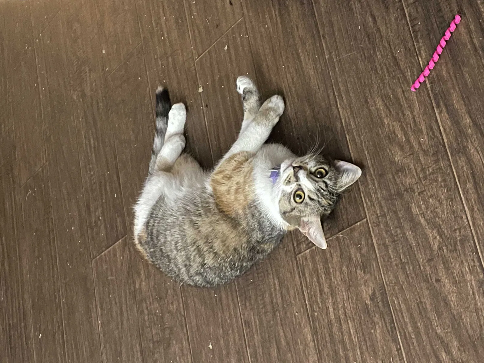Lost cat in Cleveland, TN, 37312