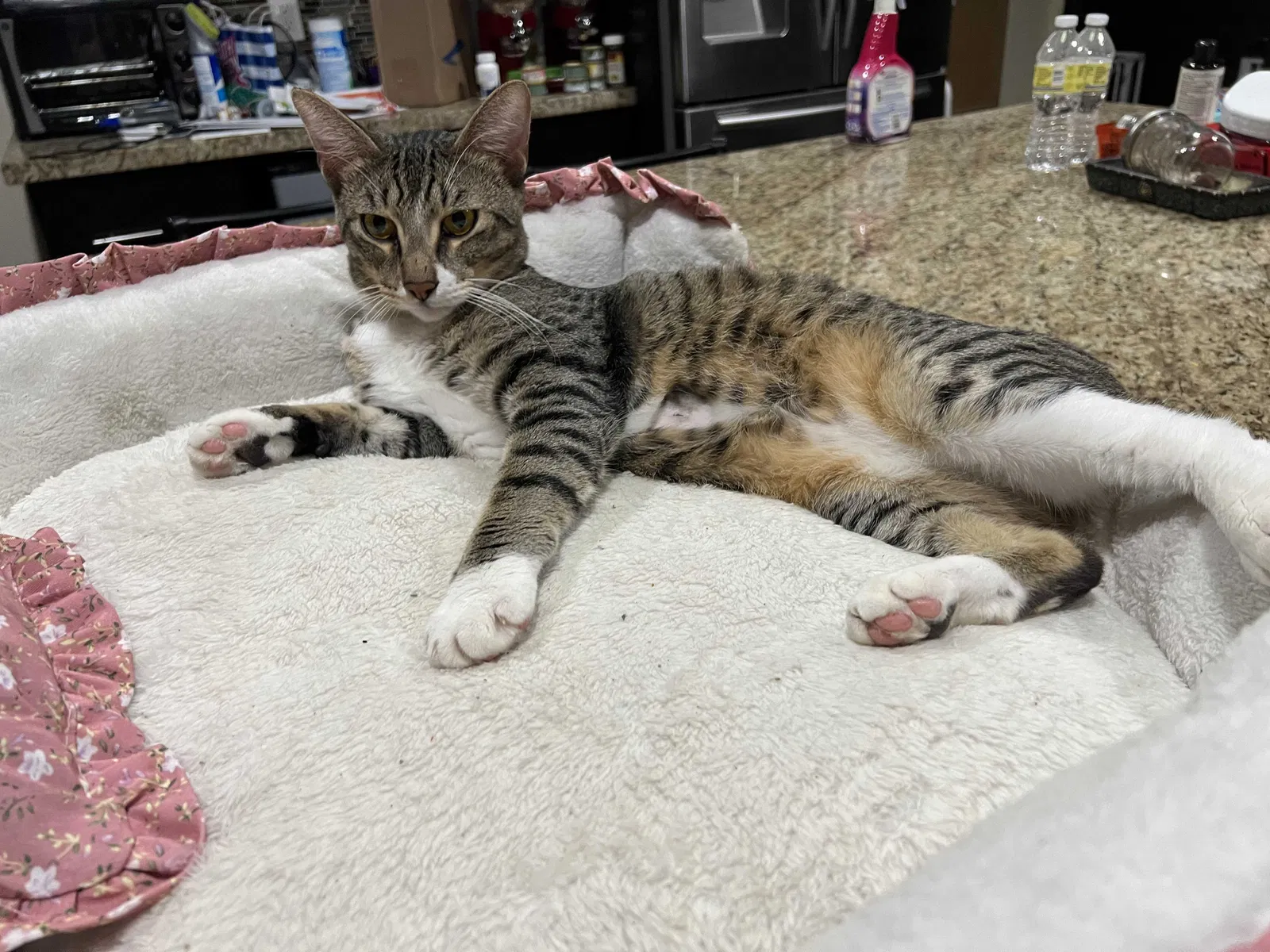 Lost cat in Harlingen, TX, 78550