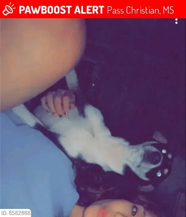 Lost dog in Kiln, MS, 39556