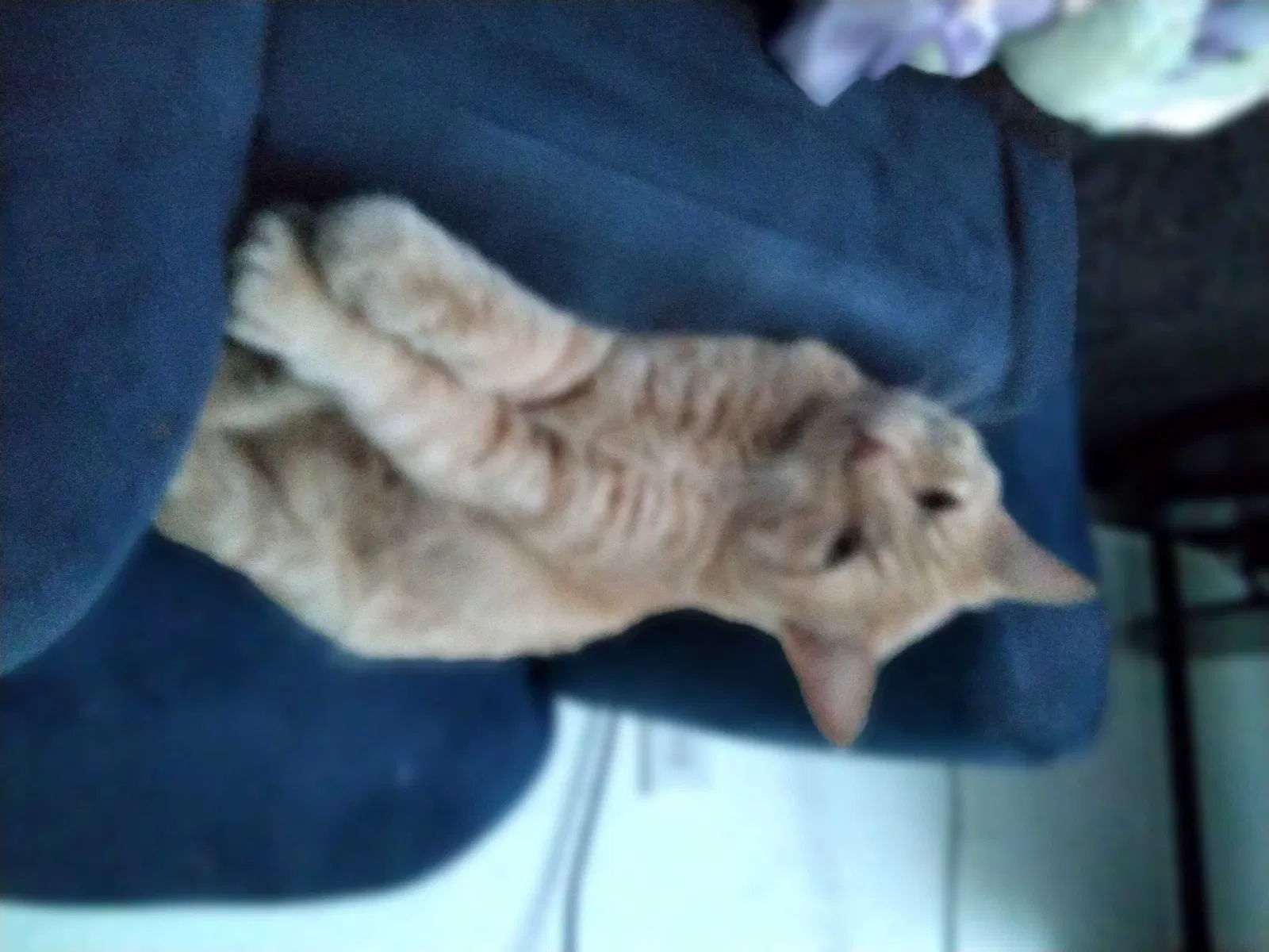 Lost cat in Spokane, WA, 99201
