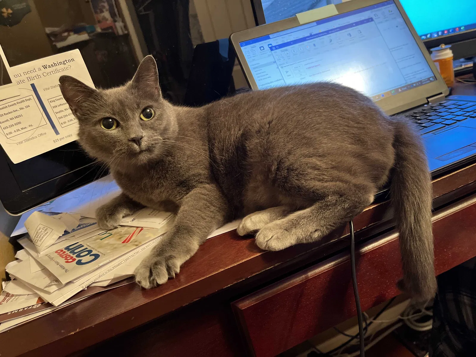 Lost cat in Everett, WA, 98208